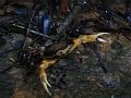 Land crab on the Enbas Saut Falls Hike